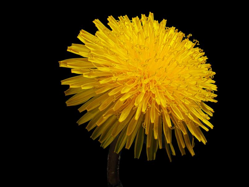 Dandelion